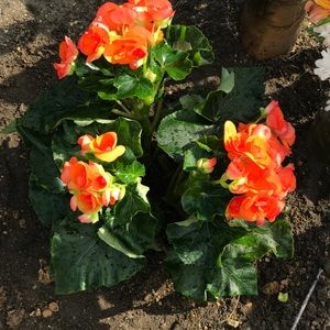 Meet your Posher, Liza